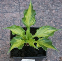 Funkia Lakeside Paisley Print Hosta  2l