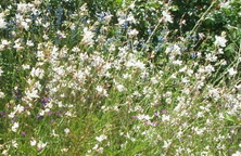 Gaura Gaura lindheimeri