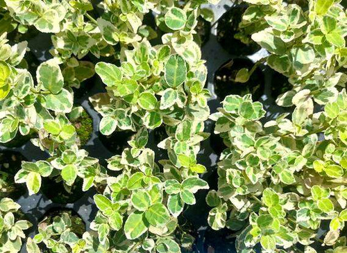 Trzmielina fortunea Variegatus Euonymus fortunei 1l