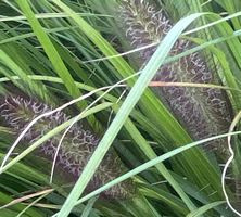 Rozplenica Japońska Red Head Pennisetum Alopecuroides 9