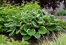 Funkia Francee Hosta 1l