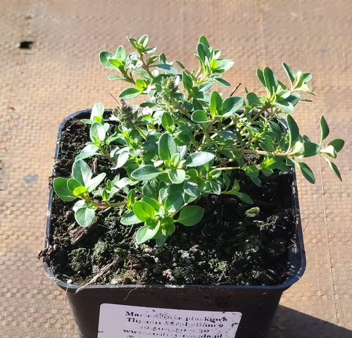 Macierzanka piaskowa Thymus Serphyllum