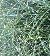 Miskant Chiński Little Zebra/ Etincelle  Miscanthus Sinensis 1l