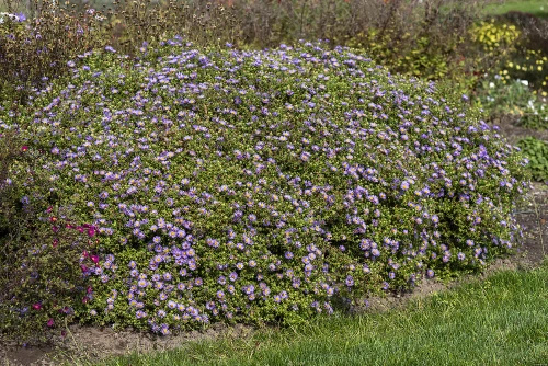 Aster October Skies Symphyotrichum oblongifolium