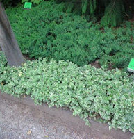 Barwinek pospolity Argenteovariegata Vinca minor 9