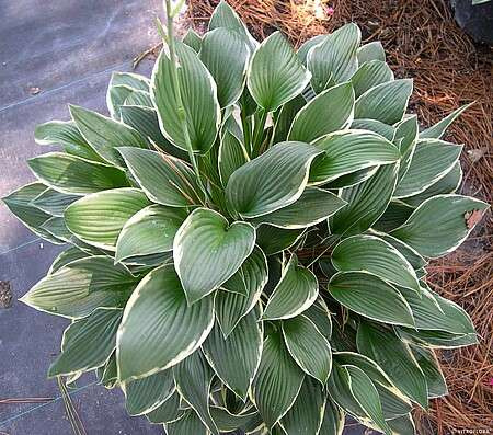 Funkia Francee Hosta 1l