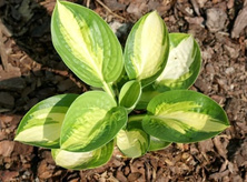 Funkia Warwick Comet Hosta 2l