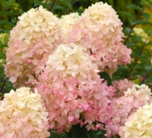 Hortensja bukietowa Queen Ballerina Hydrangea paniculata 1l