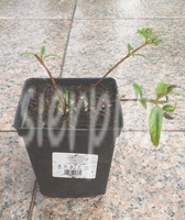 Budleja Dawida Magenta Munchkin Buddleja Davidii