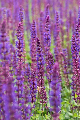 Szałwia omszona Caradonna Salvia nemorosa