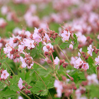 Bodziszek korzeniasty Geranium macrorrhizum 0,5- 1l