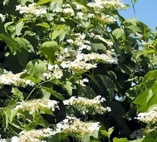 Kalina koralowa Xanthocarpum Viburnum Opulus 1l