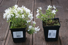 Floks szydlasty Calvides White Phlox subulata 9