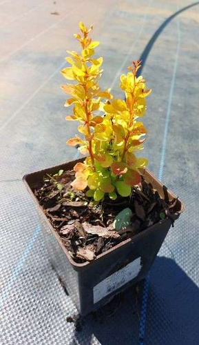 Berberys Thunberga Golden Tower Berberis Thunbergii 1l