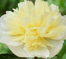 Piwonia Laura Dessert Peonia (Paeonia)