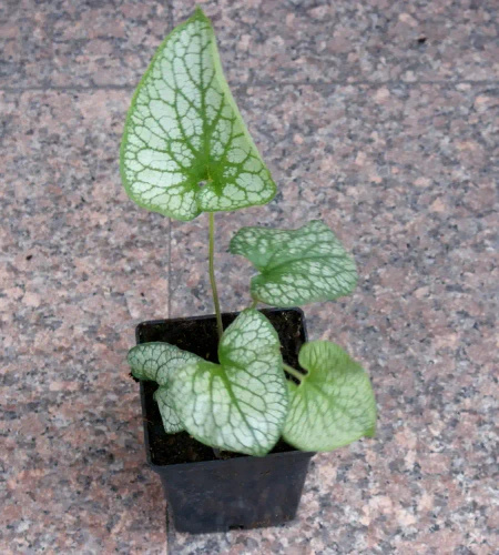 Brunnera wielkolistna Aleksander's Great Brunnera Macrophylla 1l