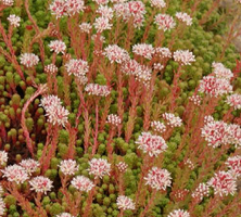 Rozchodnik angielski Sedum angelicum 9