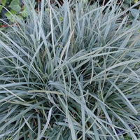 Turzyca prosowata Pamira Carex panicea 1l