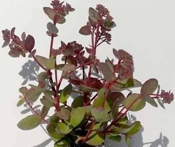 Rozchodnik wielki Red Cauli Sedum telephium Sedum telephium 9