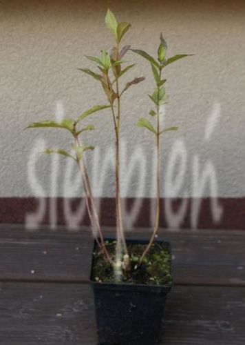 Floks, Płomyk Red Riding Hood Phlox Paniculata