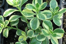 Rozchodnik kamczacki Variegatum Sedum kamtschaticum 1l