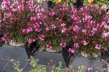 Gaura Graceful Pink Gaura lindheimeri 