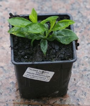 Floks, płomyk Plamisty Delta Phlox maculata