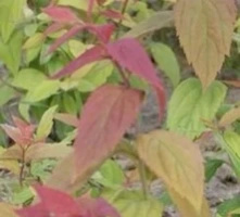 Tawuła japońska Macrophylla Spiraea japonica 9-1l