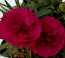 Goździk Paddock Violet Dianthus hybrida 1l