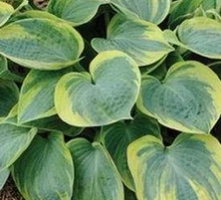 Funkia Aristocrat Hosta 1l