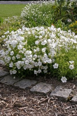 Dzwonek karpacki White Clips Campanula carpatica
