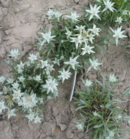 Szarotka alpejska Star of Alps Leontopodium Alpinum
