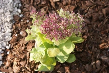 Rozchodnik Hot Stuff Sedum