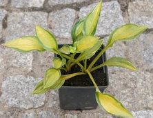 Funkia Gypsy Rose Hosta 1l