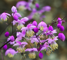 Rutewka dwuskrzydłowa Thalictrum delavayi var Decorum1l