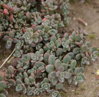 Rozchodnik sachaliński Island of Sakahilin Sedum Pluricaule 9