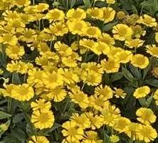 Dzielżan jesienny Sombrero Helenium Autumnale 1l