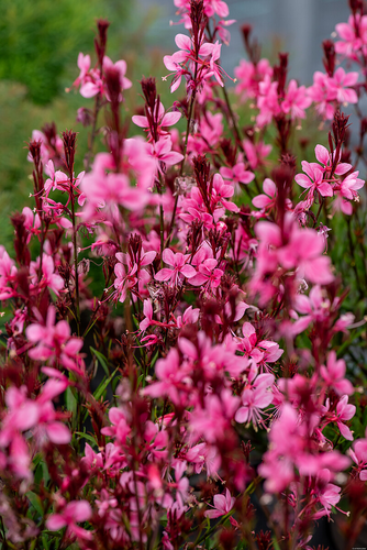 Gaura Baby Butterfly Dark Pink Gaura lindheimeri