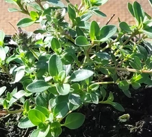 Macierzanka piaskowa Thymus Serphyllum