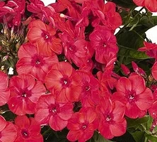 Floks, Płomyk Flame Watermelon Phlox Paniculata