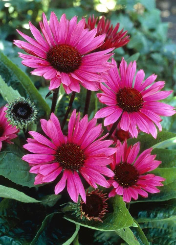 Jeżówka Fatal Attraction Echinacea