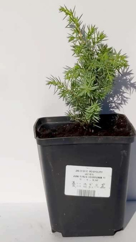 Jałowiec pospolity Mayer Juniperus communis 0,5l -1l