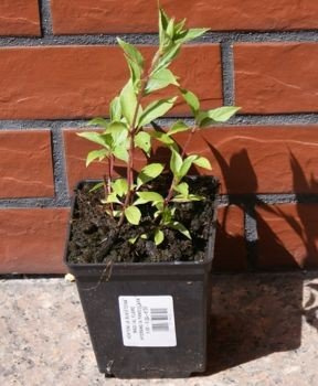 Hortensja bukietowa Magical Flame Hydrangea paniculata 1l