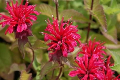 Pysznogłówka Bee-Happy Monarda 