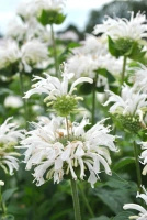 Pysznogłówka Bee-Bright Monarda 9