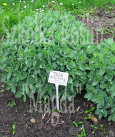 Rozchodnik okazały Sedum spectabile 9