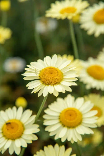 Rumian E.C. Buxton Anthemis hybrida