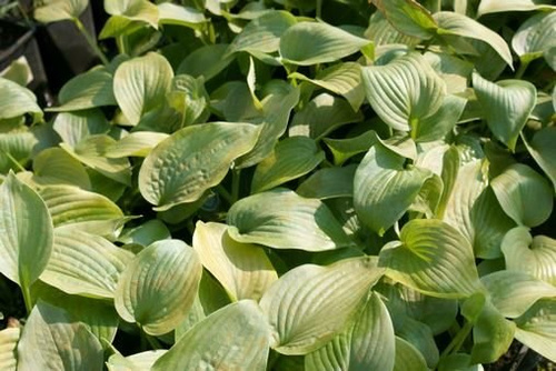 Funkia Elegans Hosta 1-2l