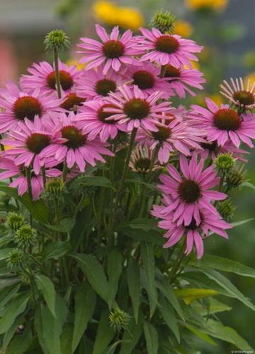 Jeżówka Fountain Light Purple Echinacea 9