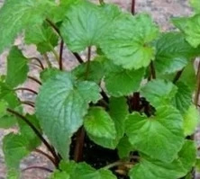 Dzwonek kropkowany Milky Way Campanula Punctata 9